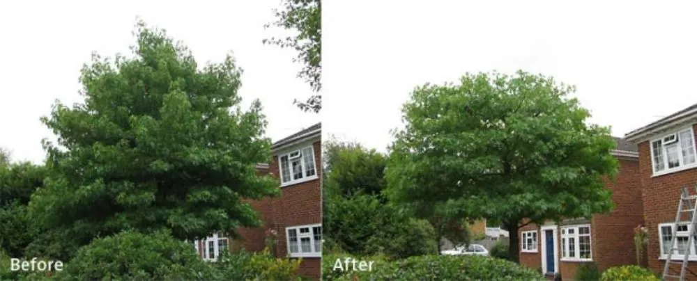 Trusted residential landscaping experts serving Denver, CO - Ambitious Nature Tree Service