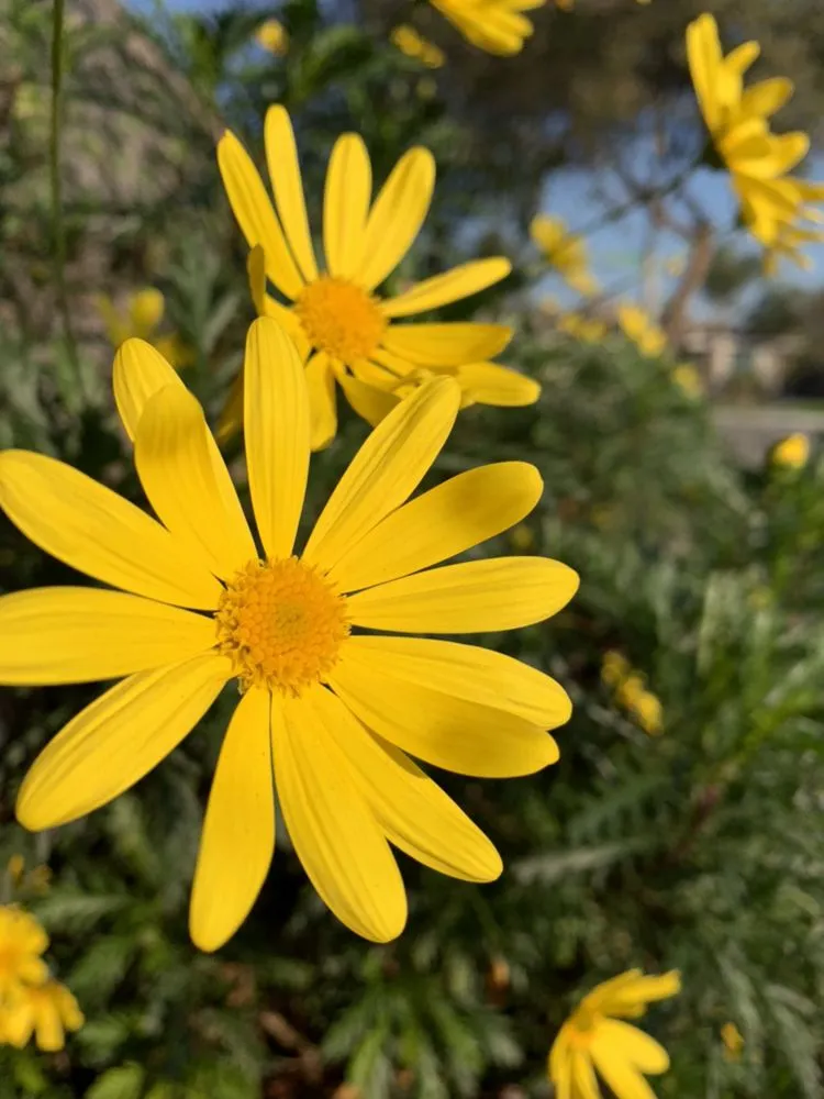 Expert yard cleanup service near you in Tulare, CA by Ambriz Lawn Care