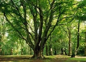 Affordable yard maintenance in Severna Park, MD - Ambrose & Son