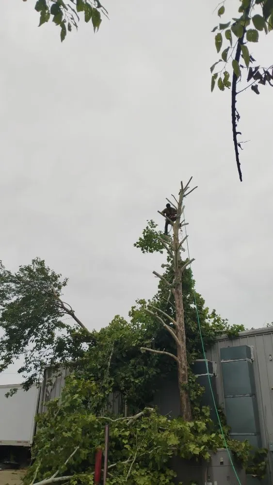 Reliable lawn mowing service near you across Memphis, TN - Ambrosio Lawn Care Service