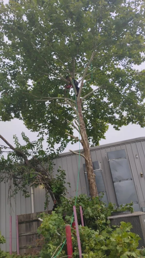 Custom landscaping services in Memphis, TN - Ambrosio Lawn Care Service