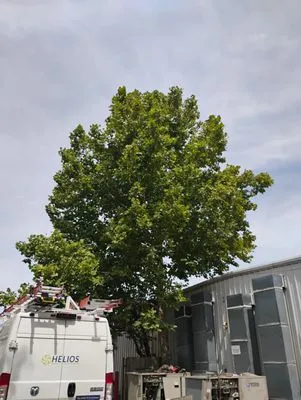 Ambrosio Lawn Care Service Logo