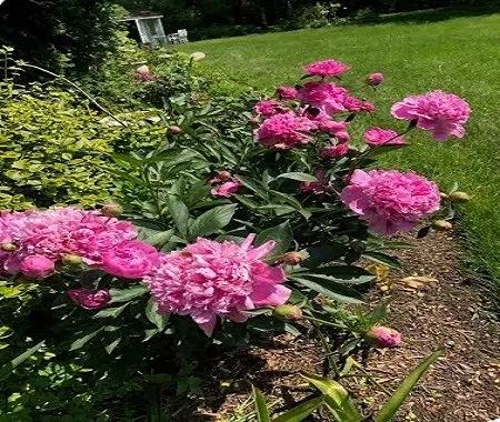 Reliable residential landscaping in Princeton, NJ by Amby and Sons Landscaping