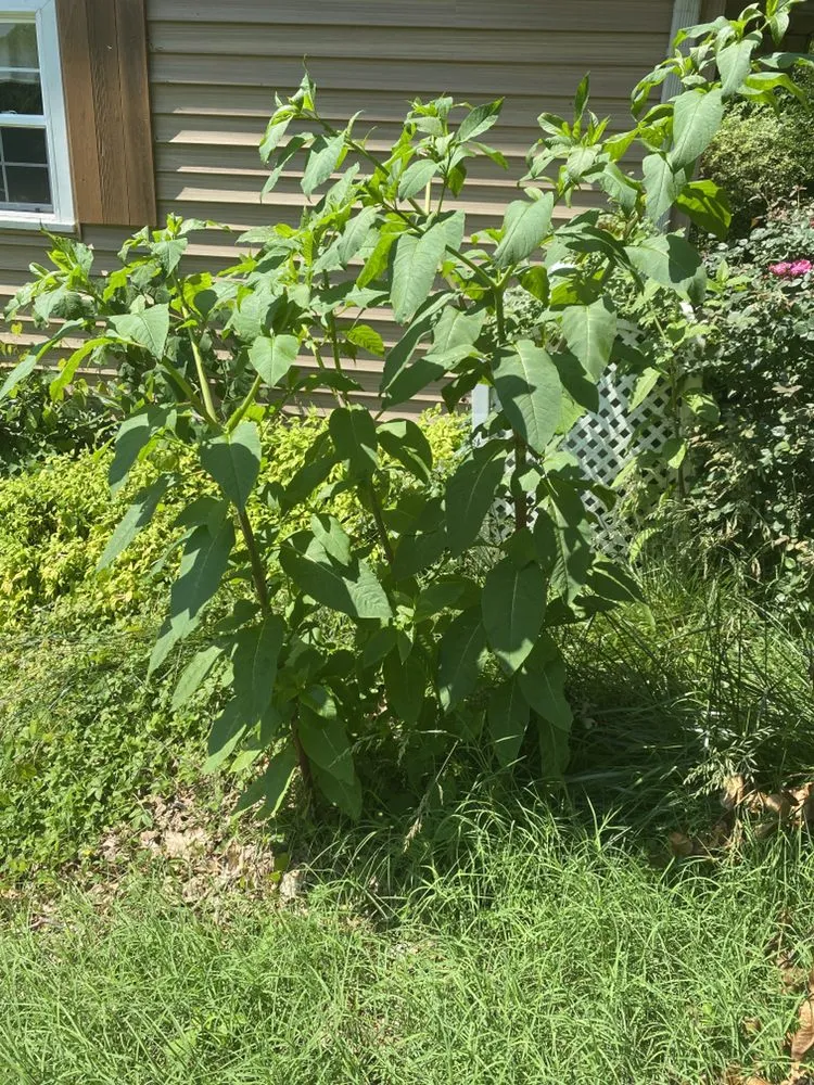 Top-rated landscaping services for beautiful yards in Lexington, NC by AMC Landscaping