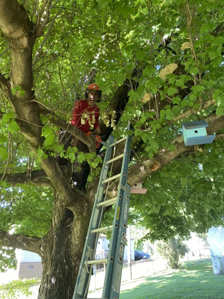 Custom lawn mowing service in Lexington, NC - AMC Landscaping