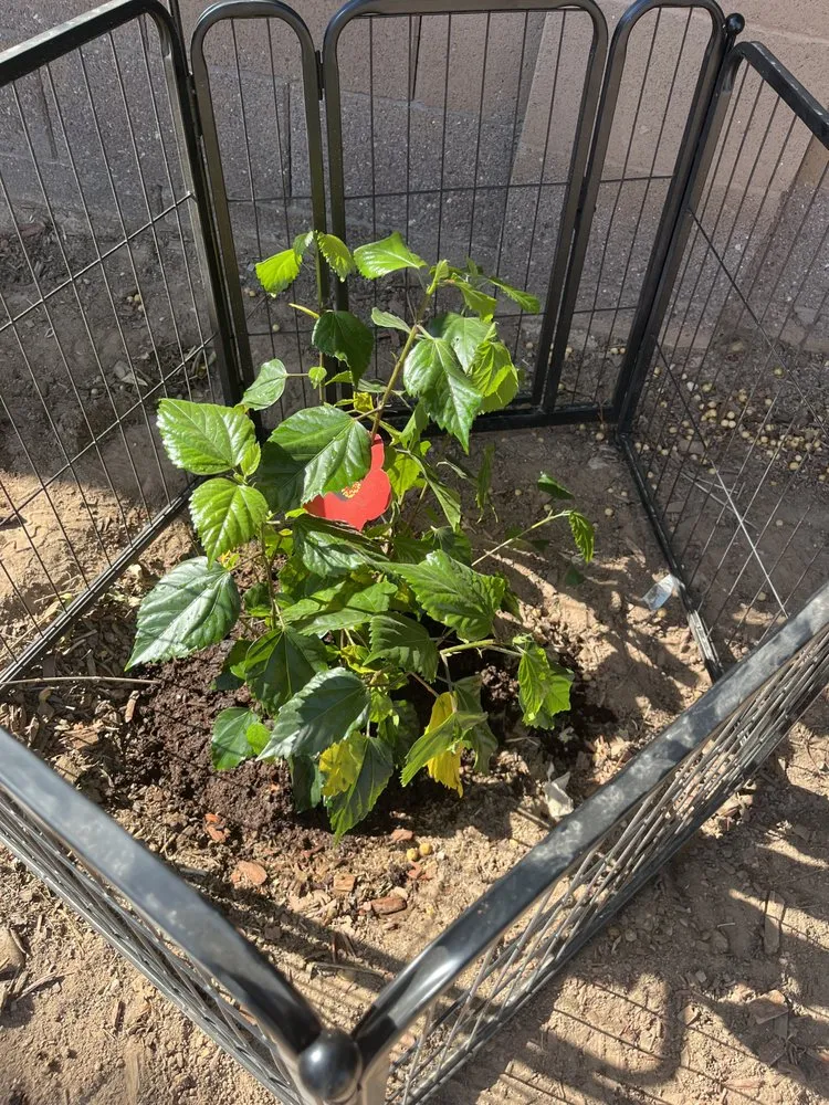 Reliable yard maintenance for year-round maintenance in Maricopa, AZ by AMCS Handyman Service