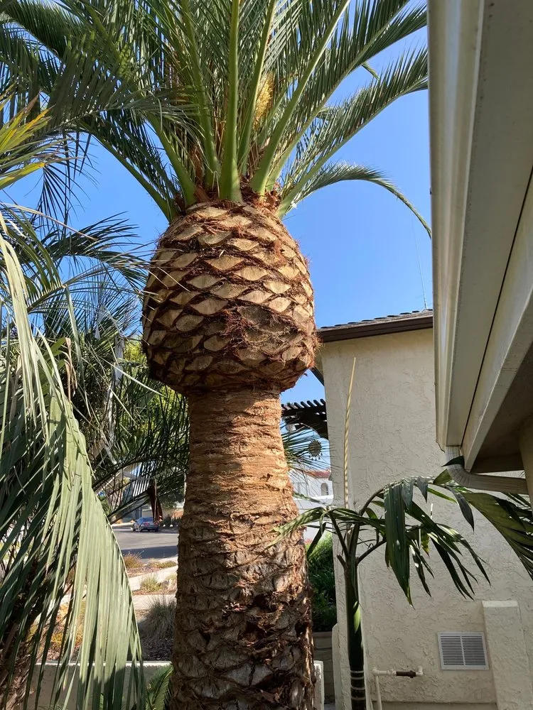 Local lawn mowing service for homes across Anaheim, CA - AMDM Tree Service