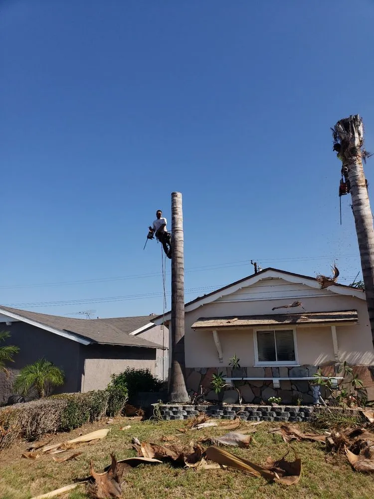 Local garden landscaping near you across Anaheim, CA - AMDM Tree Service