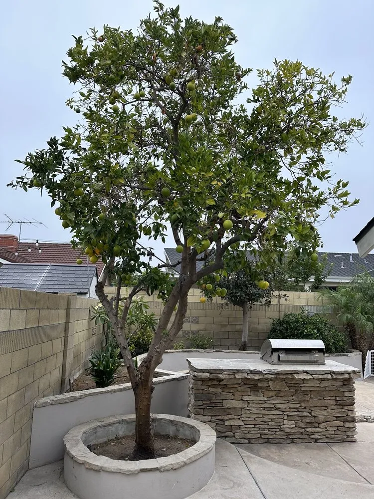 Reliable yard cleanup service experts serving Anaheim, CA - AMDM Tree Service