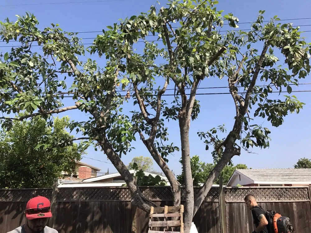 Custom landscaping services experts serving Anaheim, CA - AMDM Tree Service