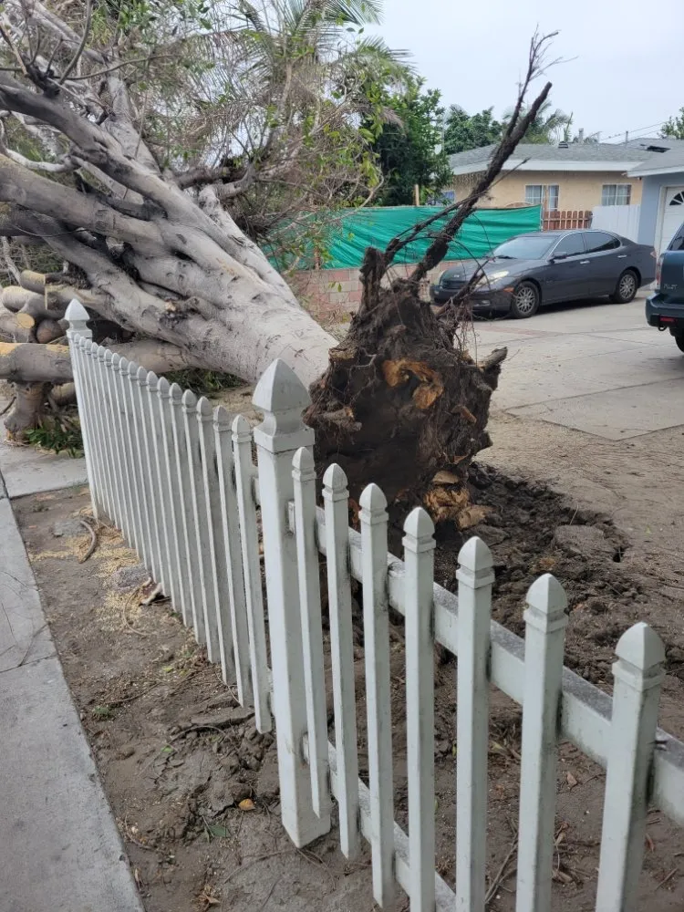 Local landscaping services near you in Anaheim, CA by AMDM Tree Service