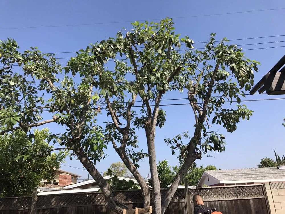 Local garden landscaping for beautiful yards across Anaheim, CA - AMDM Tree Service