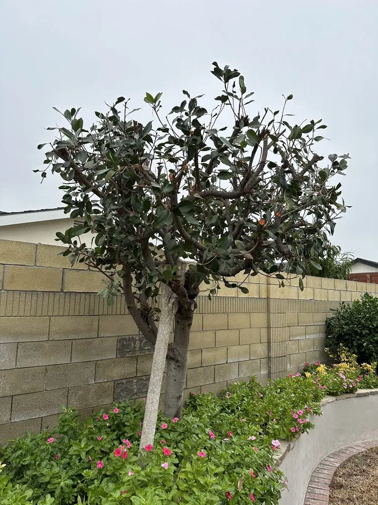 Reliable lawn mowing service experts serving Anaheim, CA - AMDM Tree Service