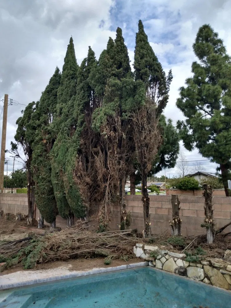 Professional landscape design in Anaheim, CA by AMDM Tree Service