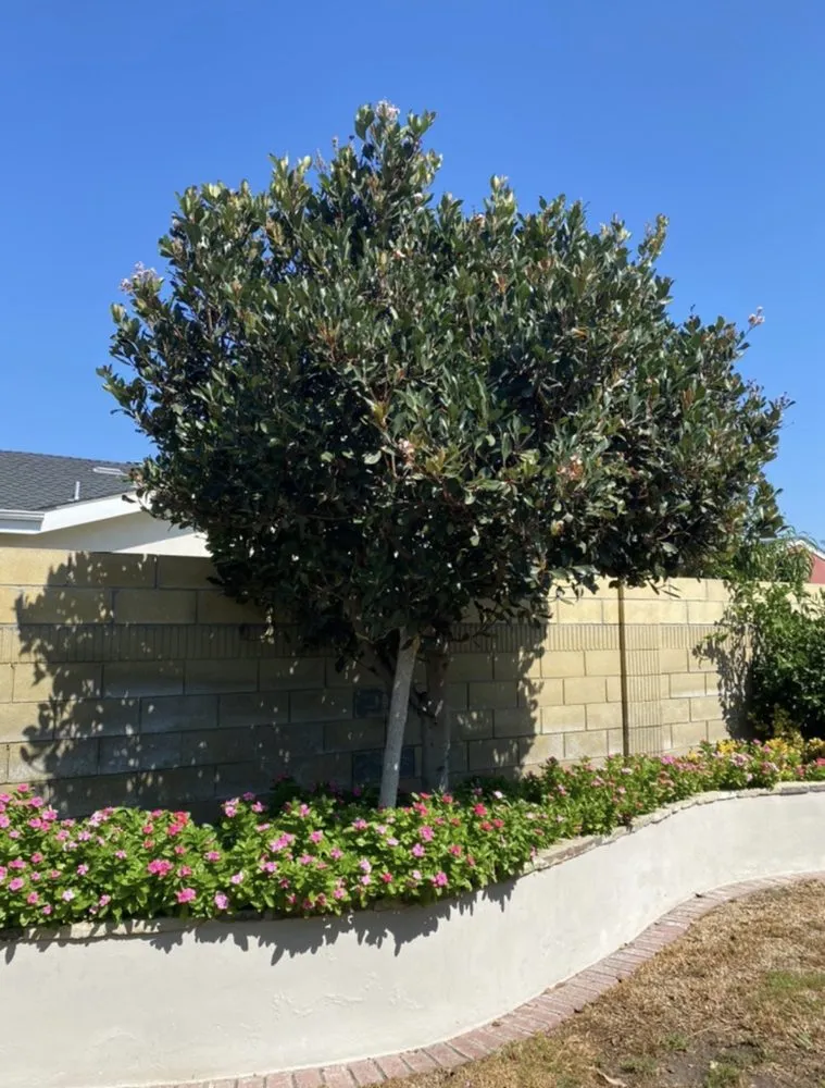 Local residential landscaping in Anaheim, CA - AMDM Tree Service