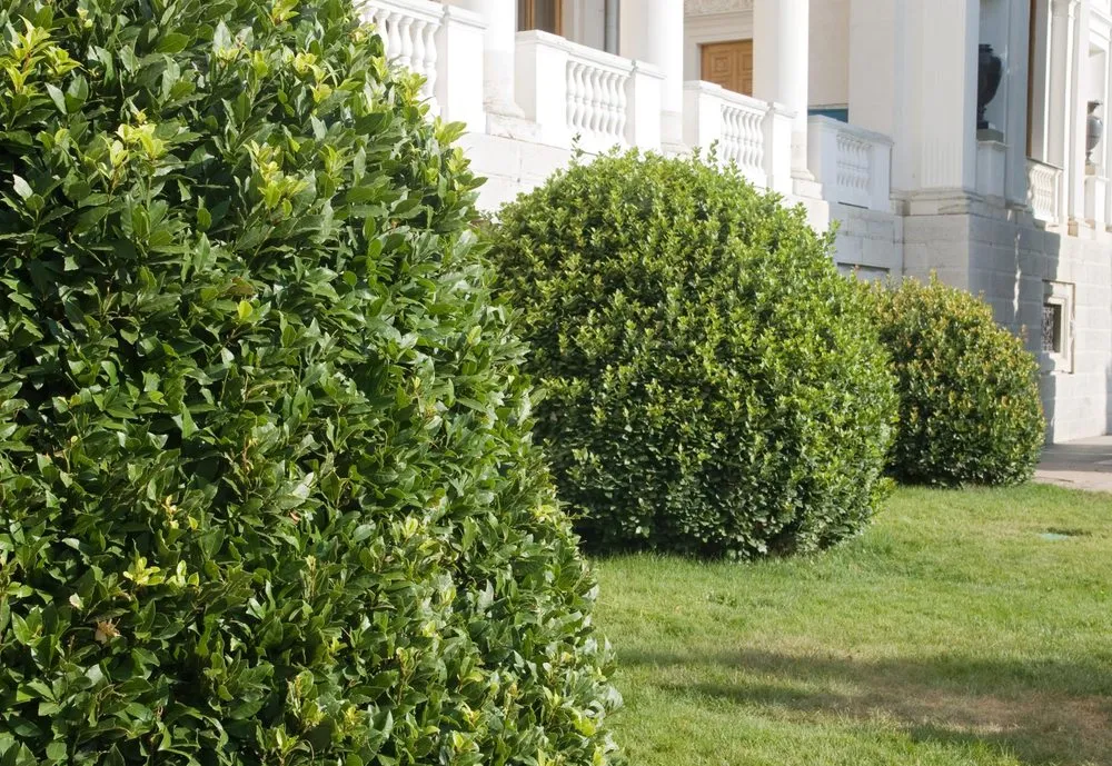 Expert lawn care service experts serving Amelia Island, FL - Amelia Island Landscaping Pros