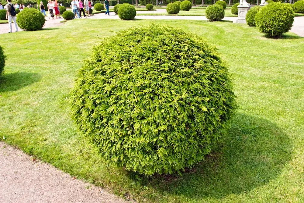 Trusted yard maintenance in Amelia Island, FL by Amelia Island Landscaping Pros