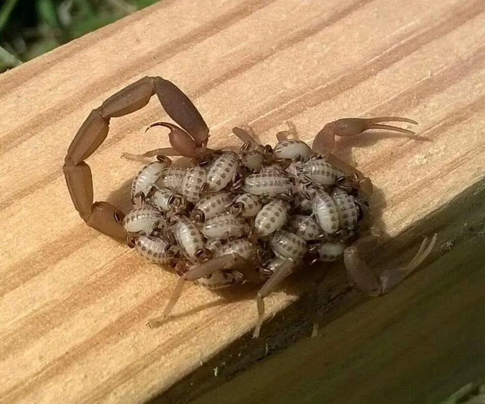 Reliable outdoor landscaping in Youngtown, AZ by Amera Pest Control