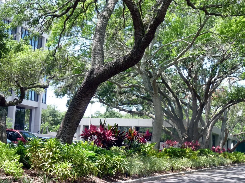 Professional lawn care service experts serving Clearwater, FL - Ameri-Pride