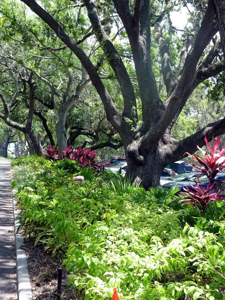 Expert landscape design in Clearwater, FL - Ameri-Pride