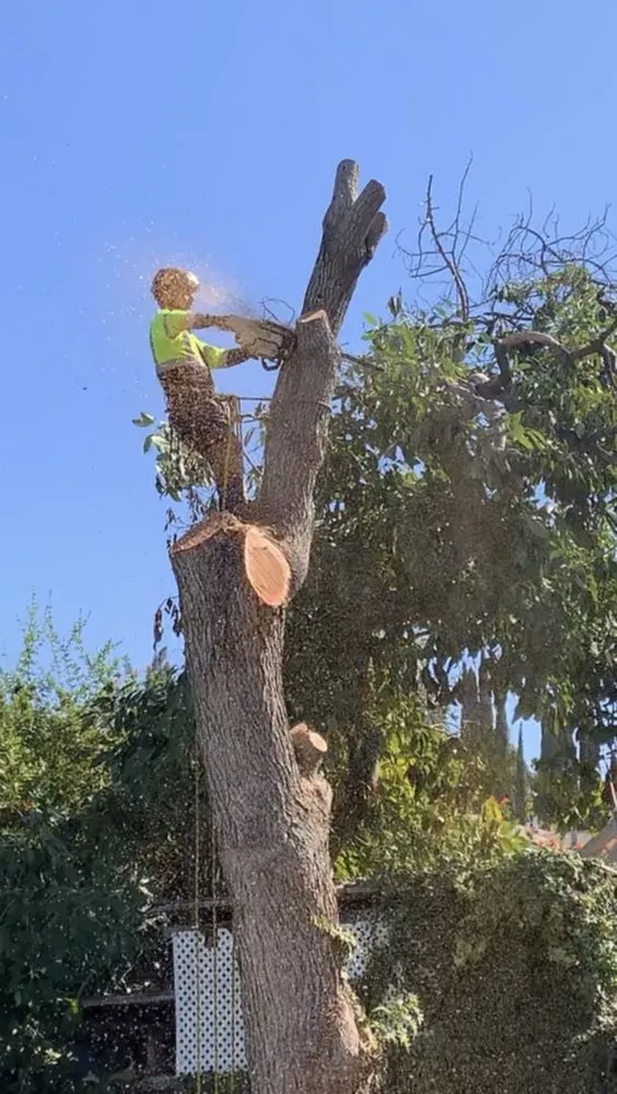 Reliable outdoor landscaping for outdoor upgrades in Camp Pendleton, CA by America Landscape
