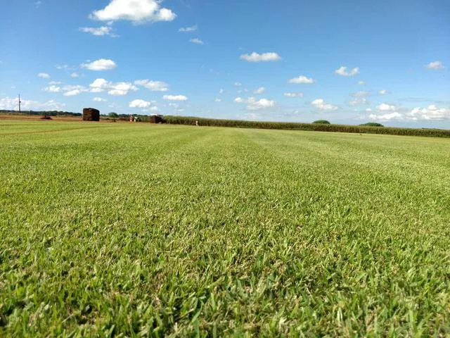 Top-rated yard cleanup service for residential properties in Belle Glade, FL by America Sod