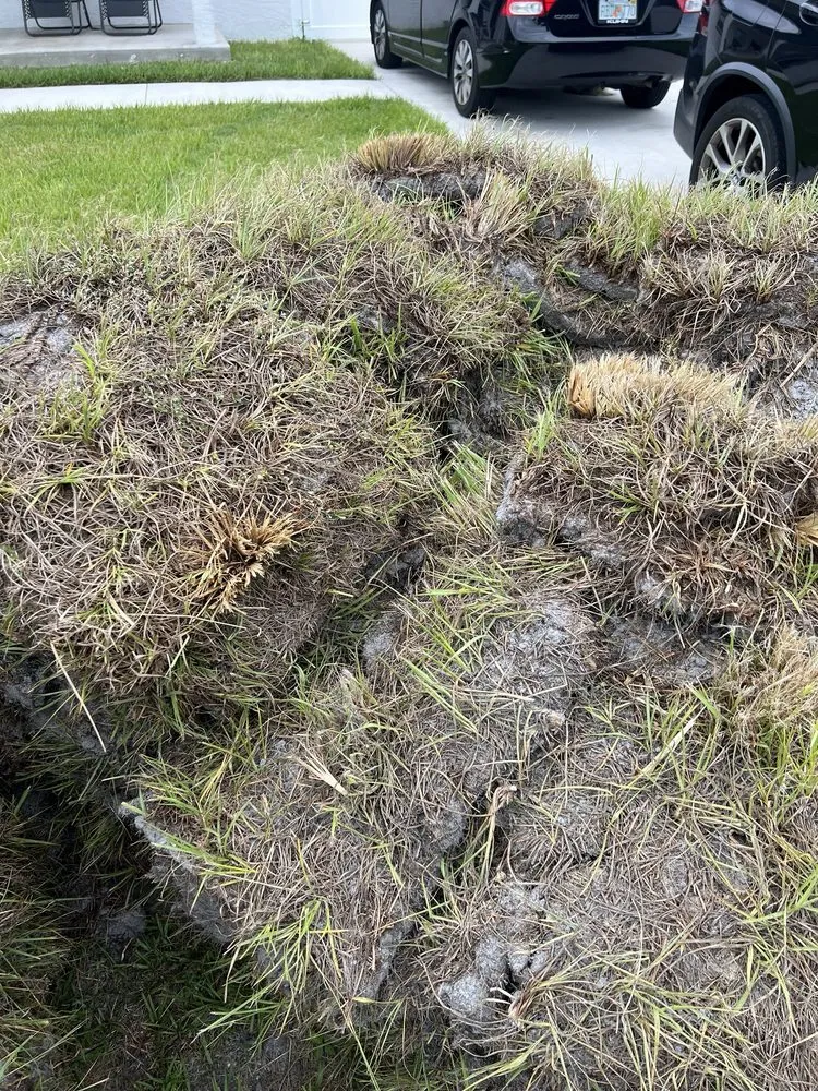 Local outdoor landscaping experts serving Belle Glade, FL - America Sod