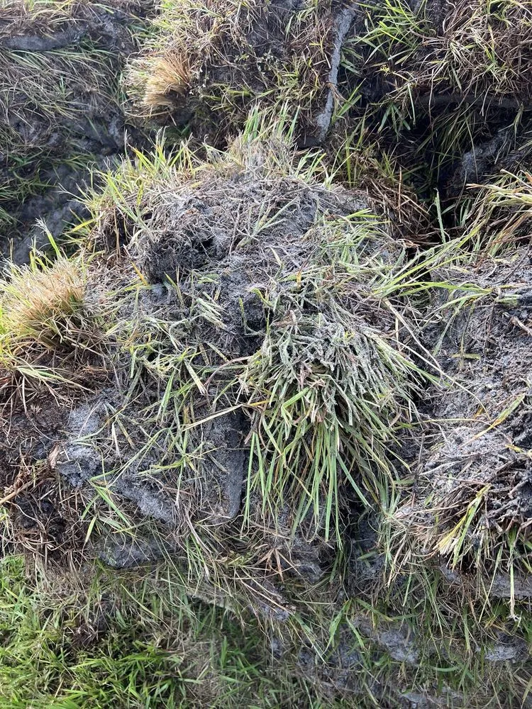 Local landscape installation for beautiful yards across Belle Glade, FL - America Sod
