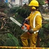 Local yard cleanup service in East Hartford, CT by America Tree Lawn