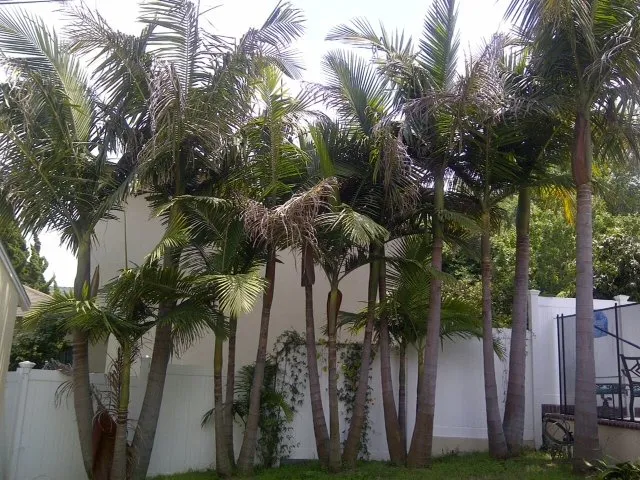 Reliable landscape design in Lomita, CA by American Arbor Care