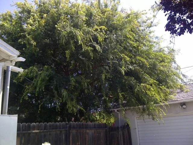 Professional yard maintenance in Lomita, CA - American Arbor Care