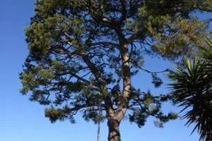 Local yard cleanup service in Lomita, CA - American Arbor Care