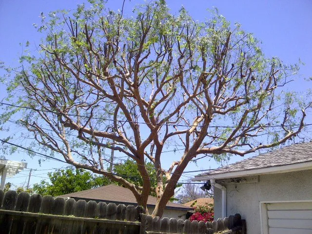 Trusted lawn mowing service in Lomita, CA - American Arbor Care