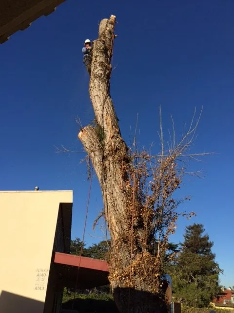 Affordable outdoor landscaping in Lomita, CA by American Arbor Care