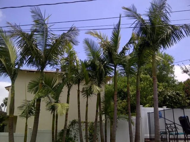 Local yard maintenance in Lomita, CA by American Arbor Care