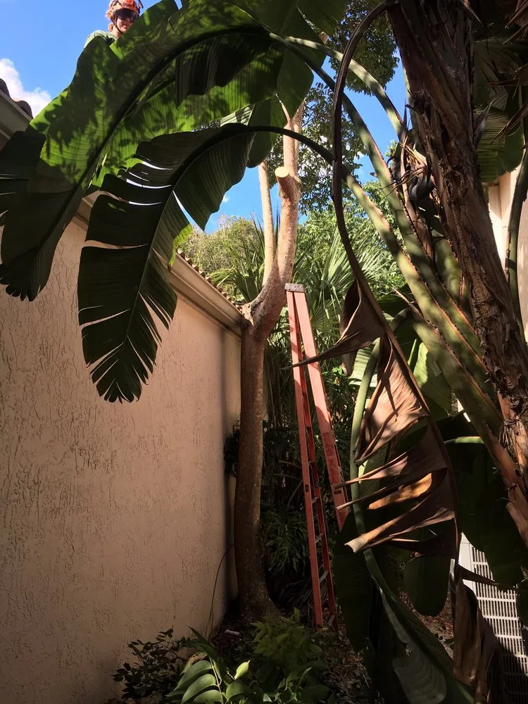 Professional lawn mowing service for residential properties across Pembroke Pines, FL - American Arbor Services