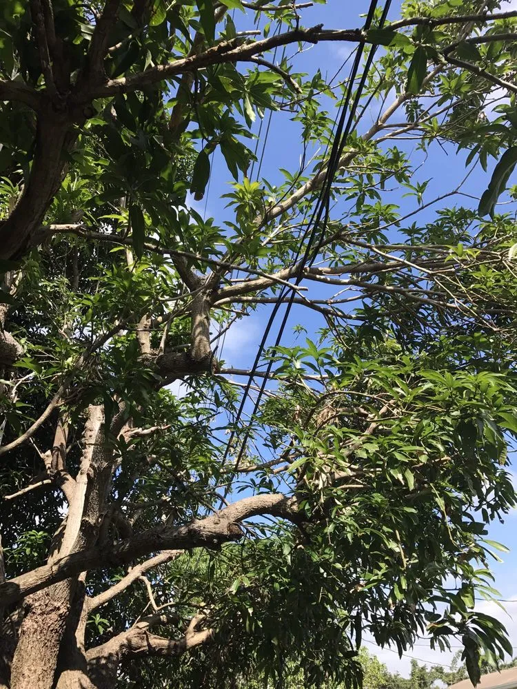 Expert lawn care service near you in Pembroke Pines, FL by American Arbor Services