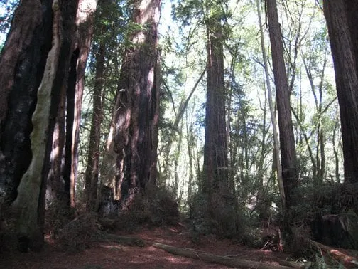 Affordable lawn mowing service in Pembroke Pines, FL - American Arbor Services