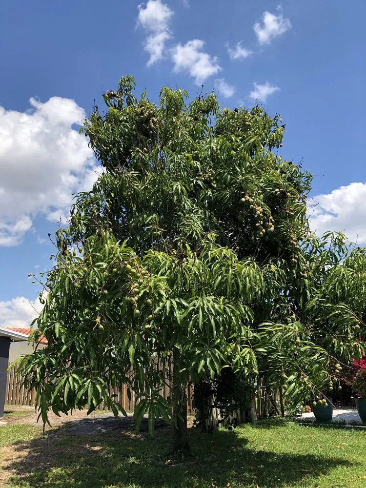 Professional yard cleanup service for outdoor upgrades across Pembroke Pines, FL - American Arbor Services