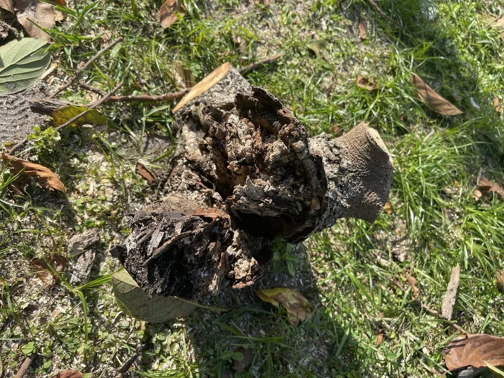 Reliable yard maintenance for beautiful yards in Pembroke Pines, FL by American Arbor Services