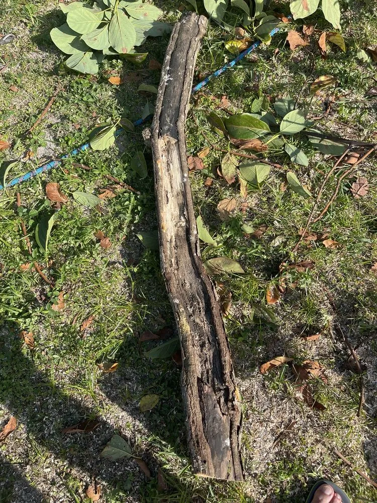 Affordable yard cleanup service experts serving Pembroke Pines, FL - American Arbor Services