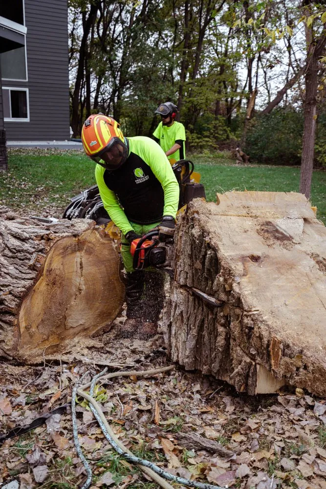 Trusted yard cleanup service experts serving Omaha, NE - American Arborist