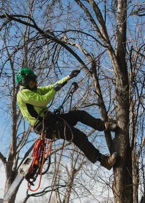 American Arborist Logo
