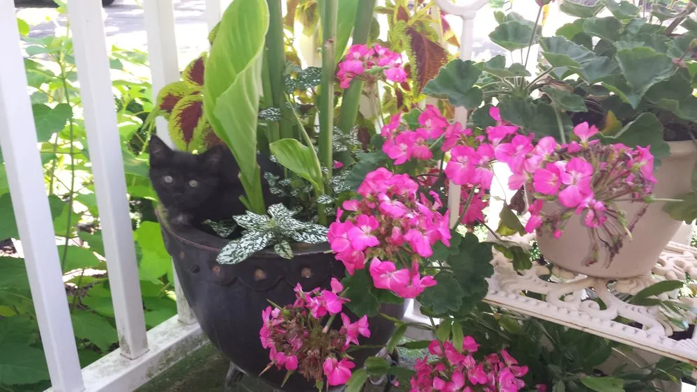 Reliable lawn mowing service experts serving Geneva, IL - American Artists Landscaping