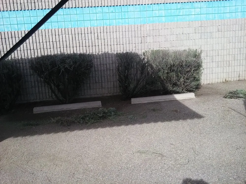 Reliable yard maintenance for residential properties across Tucson, AZ - American Bulldog Home Services & Repair