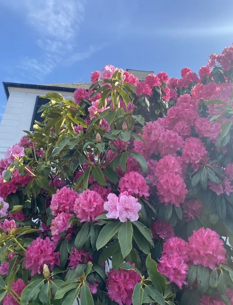 Local yard cleanup service for homes across American Canyon, CA - American Canyon Landscape