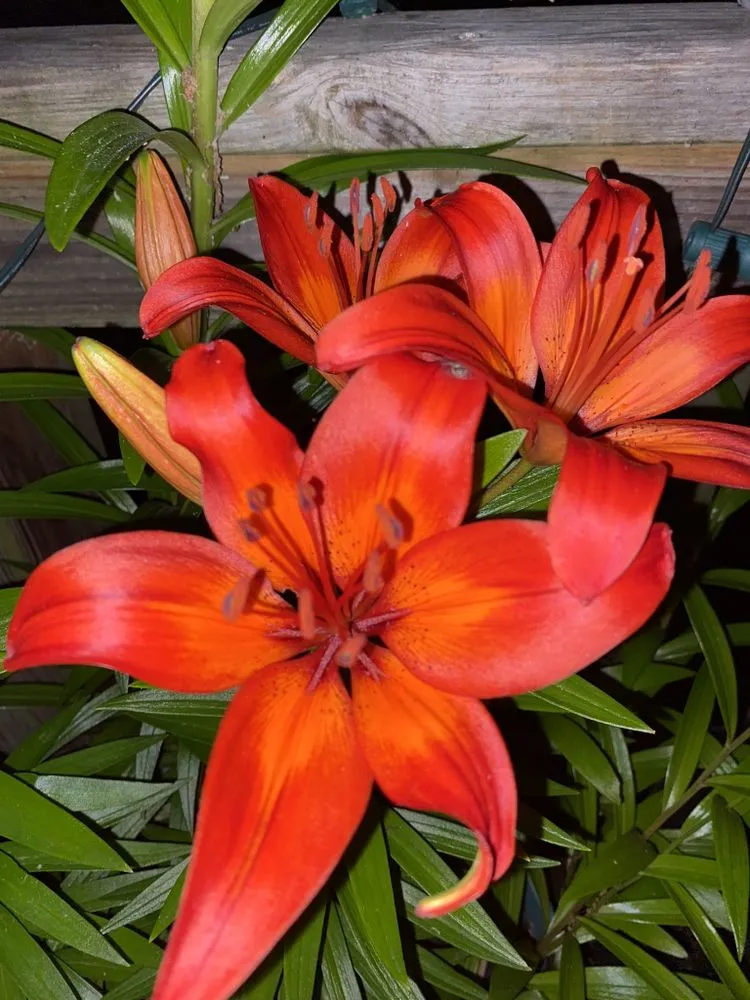 Professional lawn mowing service in Cleveland, GA - American Cut Landscaping