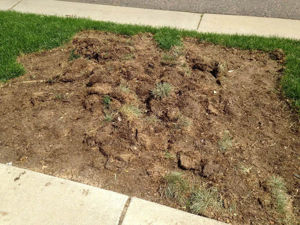 Affordable residential landscaping in Parker, CO by American Design & Landscape