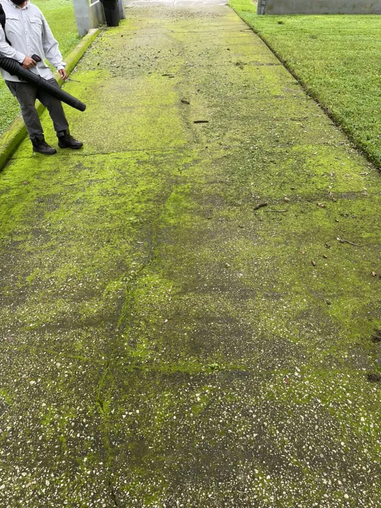 Top-rated yard cleanup service for year-round maintenance in Tampa, FL by American Dream Lawn & Cleaning Service