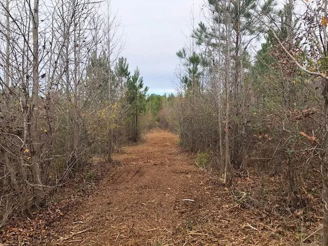 Reliable yard cleanup service experts serving Winnsboro, SC - American Environmental Clearing